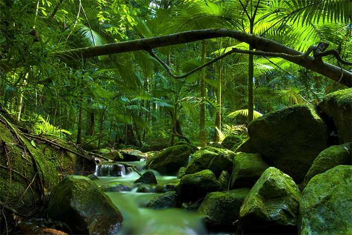 جنگل بارانی دِین‌تری (Daintree Rainforest)