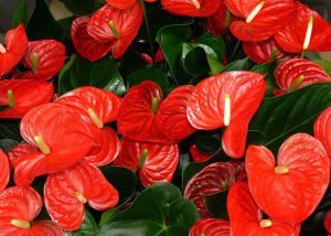 Peace Lily