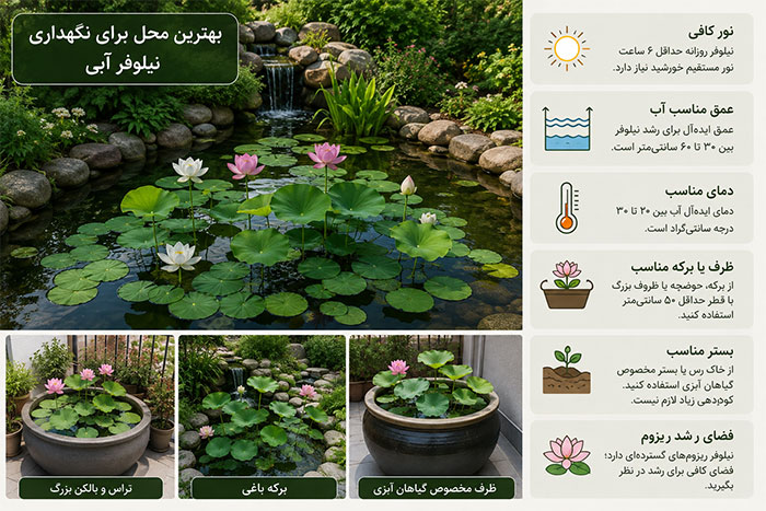 بهترین محل نگهداری نیلوفر آبی 