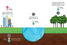 معرفی عوامل موثر بر کاهش کربن دی‌اکسید در طبیعت
