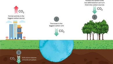 معرفی عوامل موثر بر کاهش کربن دی‌اکسید در طبیعت
