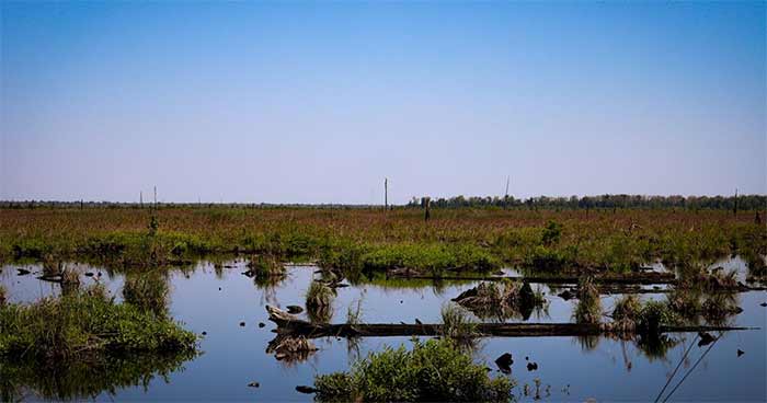 علم روز حفاظت از توربزمینها