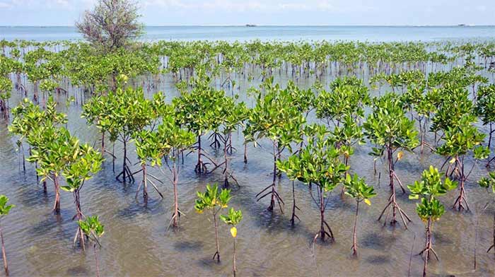 علم روز احیای مانگروها