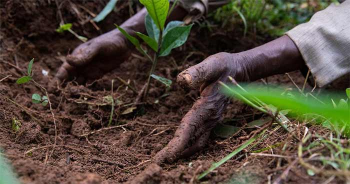 علم روز کشاورزی احیاکننده