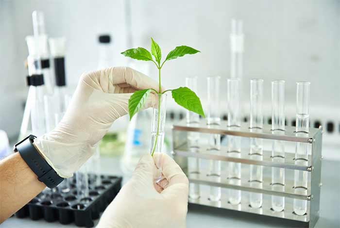 مهندسی ژنتیک در گیاهان