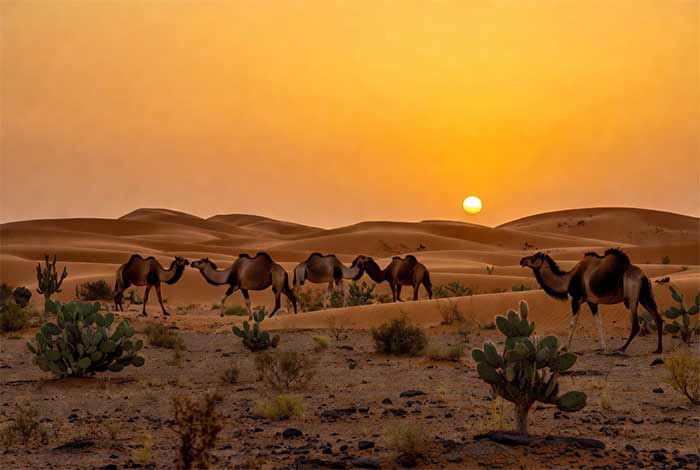 ۳. زیست‌بوم صحرا (مانند صحرای آفریقا)