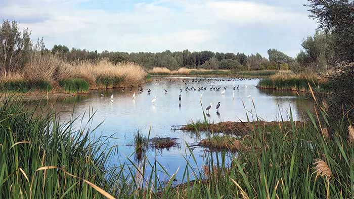 ۴. زیست‌بوم تالاب (مانند تالاب انزلی)