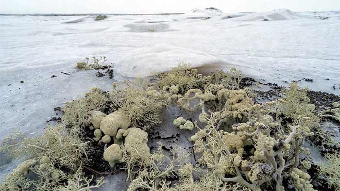 ۵. زیست‌بوم توندرا (مانند شمال کانادا)