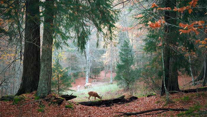 ۶. زیست‌بوم جنگل معتدل (مانند جنگل‌های اروپا)