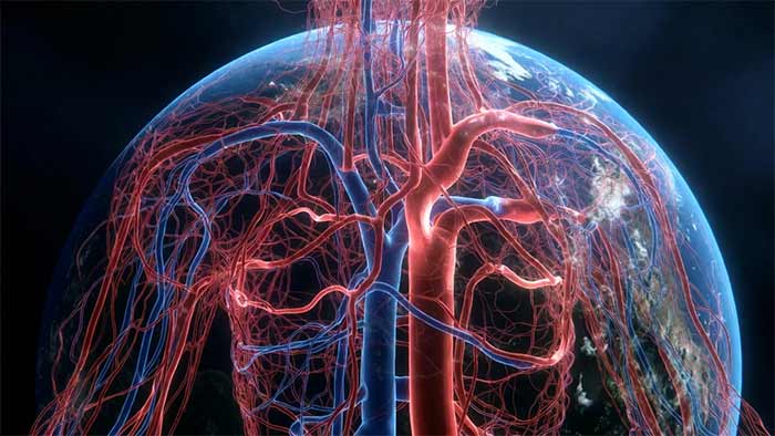 اطلاعات عمومی رگهای خونی شما میتوانند چهار بار دور استوا بچرخند!